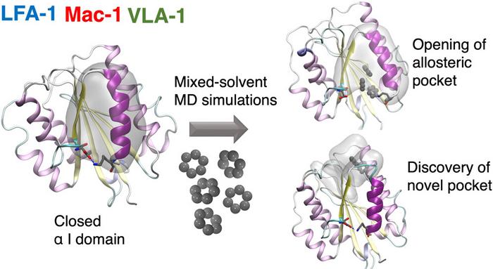 Finding allosteric pockets in integrins