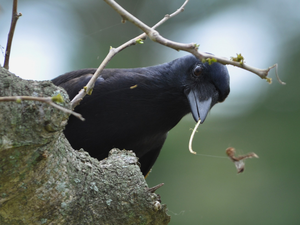 New Caledonian crow