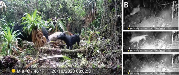 Photographs of dogs attacking mountain tapirs