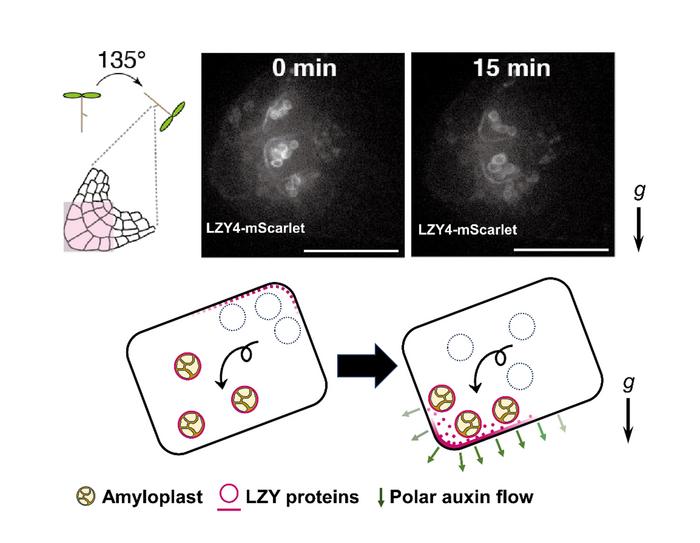 Polar localization of LZY4-mScarlet at the plasma membrane changes in response to gravistimulation.