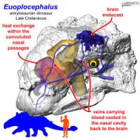 Euoplocephalus Heat Exchange