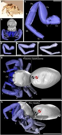 The Morphology of Kim the Jumping Spider