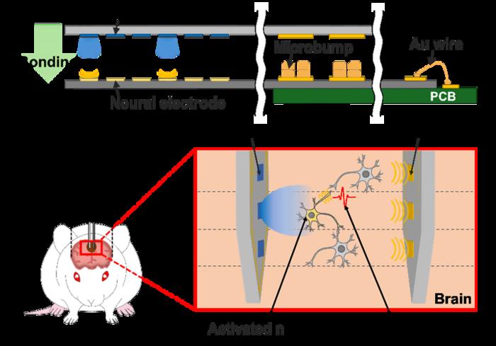 Fig.1 A hybrid probe integrating MicroLEDs and neural electrodes for simultaneous light stimulation at specific sites and multi-site neural activity recording.