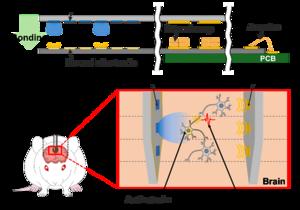 Fig.1 A hybrid probe integrating MicroLEDs and neural electrodes for simultaneous light stimulation at specific sites and multi-site neural activity recording.