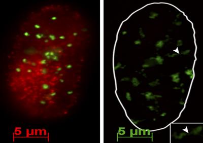 DNA Unravels in Senescent Cell
