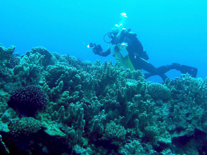 Academy Curator Rebecca Albright during dive