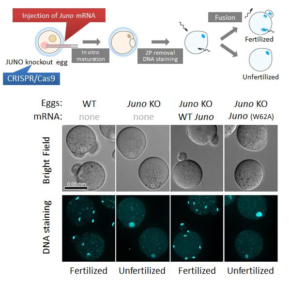 Figure 3: JUNO-Deleted Eggs