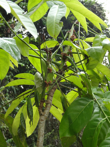 Caoba (Swietenia macrophylla) tree attacked by the larvae.