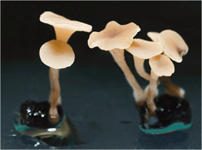 Some 500 Scientists Have Created a Top 10 List of Plant-Damaging Fungi
