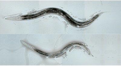 2 Sexes of Nematode Worms