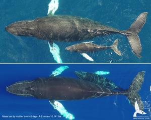 Comparison of mother-calf pair over 42 days