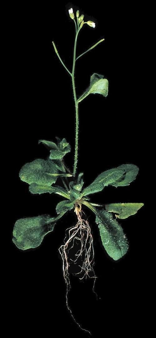 Arabidopsis thaliana [IMAGE] EurekAlert! Science News Releases