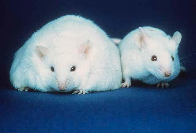 An Obese Mouse and a Lean Mouse