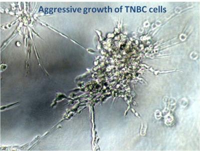 Aggressive Growth of TNBC Cells