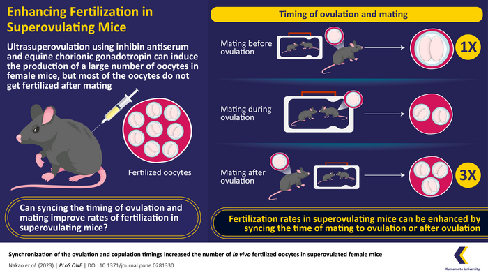Synchronizing the timing of mating to increase rate of fertilization in mice