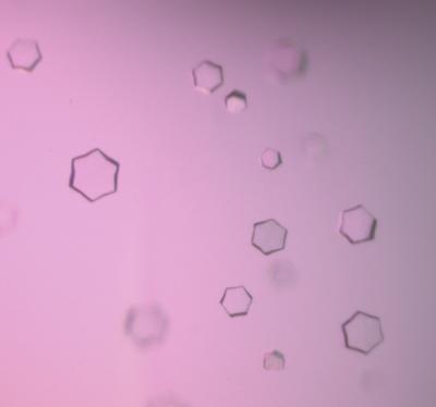 Interdisciplinary Studies Reveal How Nature Creates a Globally Used Antibiotic