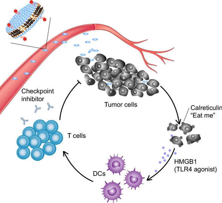 Elimination of Established Tumors with Nanodisc-Based Combination Chemoimmunotherapy