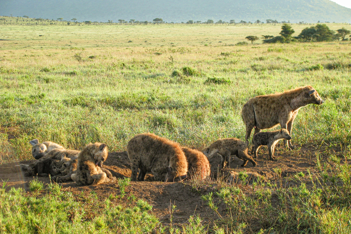 Hyenas at clan communal den