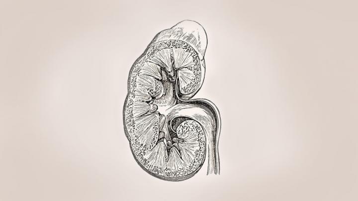 Kidney