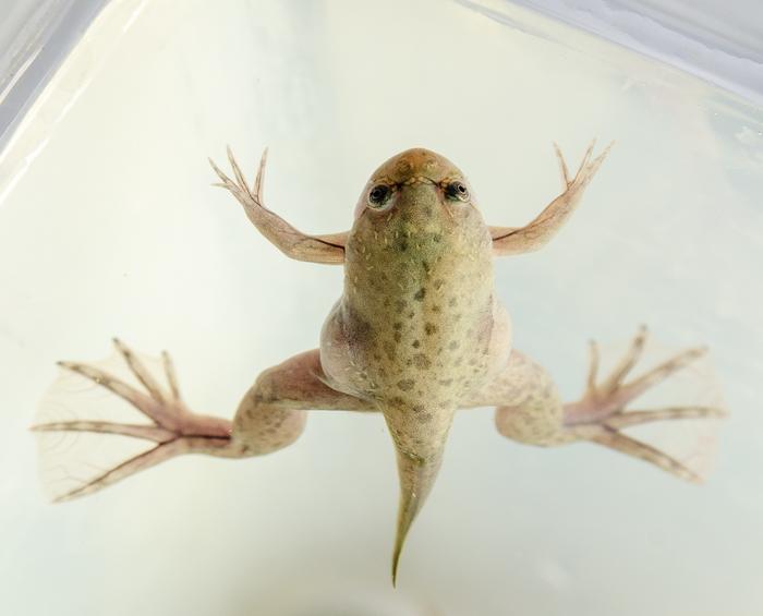 Clawed frog - froglet