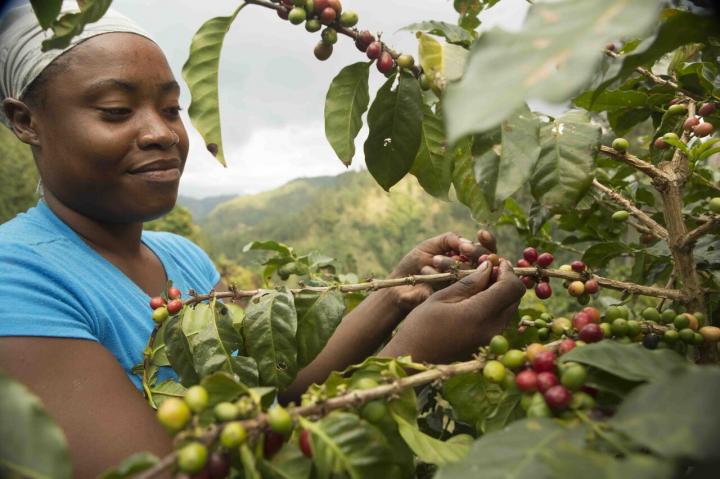 Climate Change Research in the Blue Mountains of Jamaica