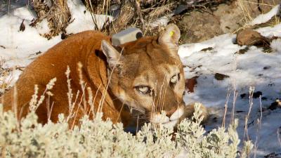 Female Mountain Lion