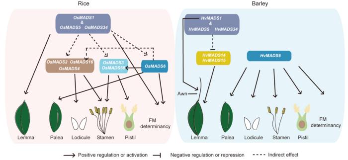 Functional Retrogression of LOFSEPs in Specifying Floral Organs in Barley