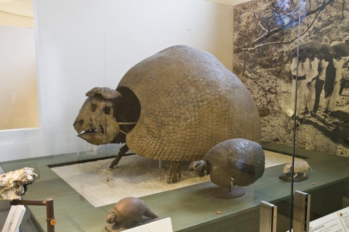 Glyptodont Display