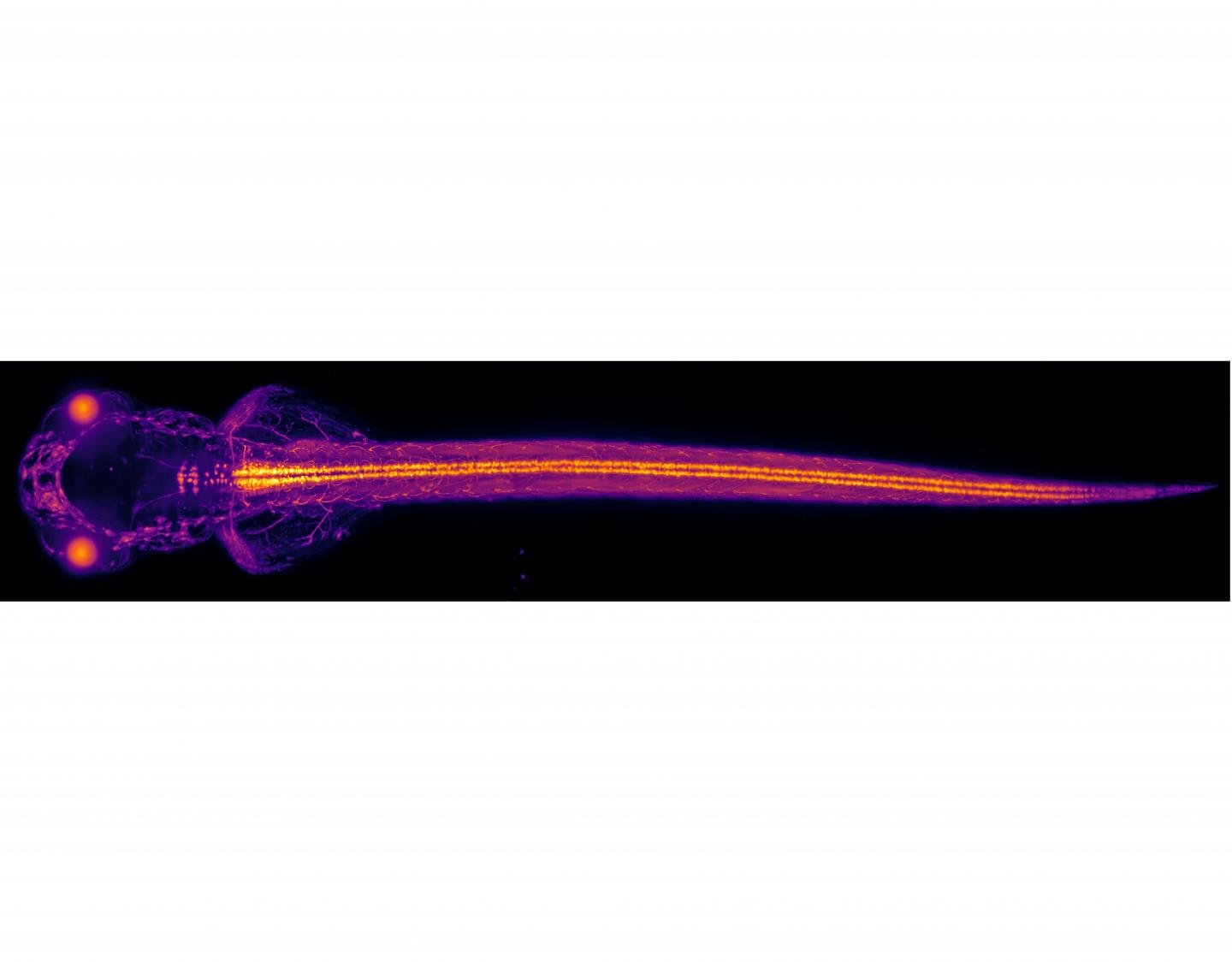 image of zebrafish bright colours (orange and violet) on black background