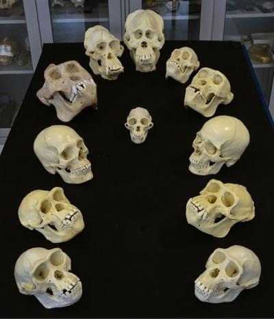 Crania are Ordered (from Front to Back) from Least Variable within Species to Most