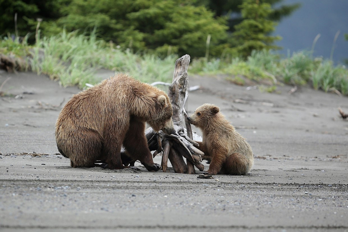 Alaskan brown bears (Ursus arctos)