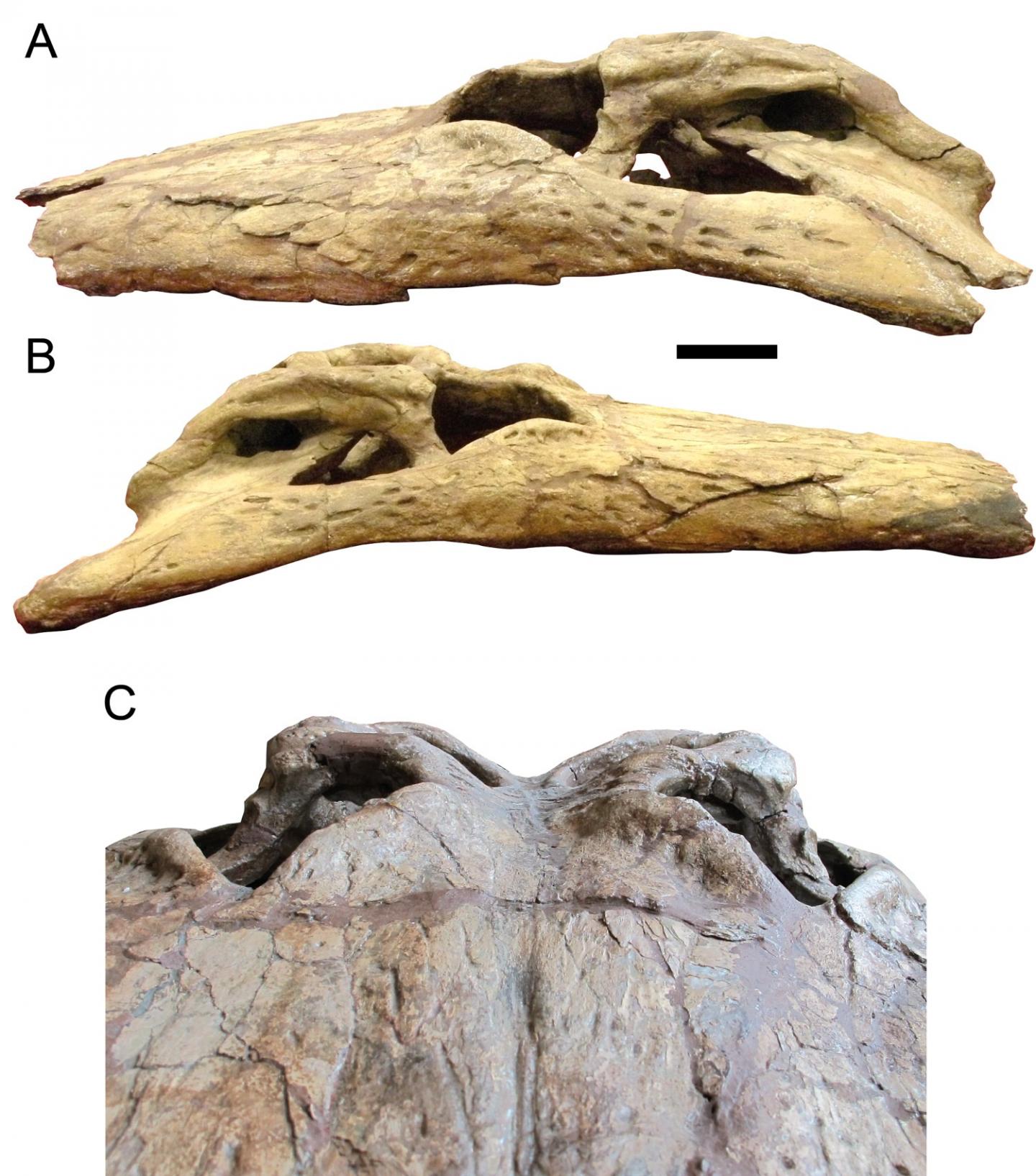 Deinosuchus schwimmeri  skull