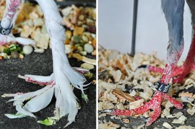 Closely Related Pigeons Show Different Traits