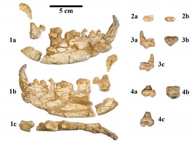 Fossil Giant Panda Jaw