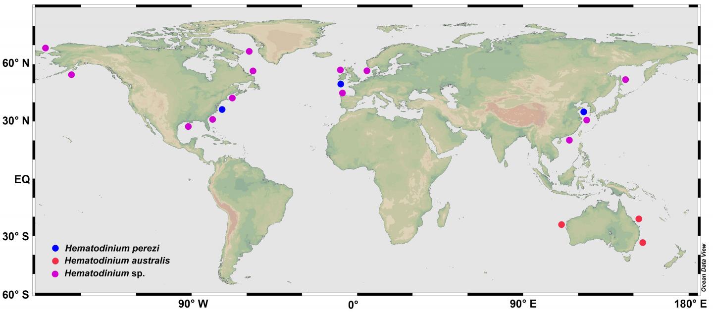 The global distribution and diversity of the parasitic dinoflagellate Hematodinium.