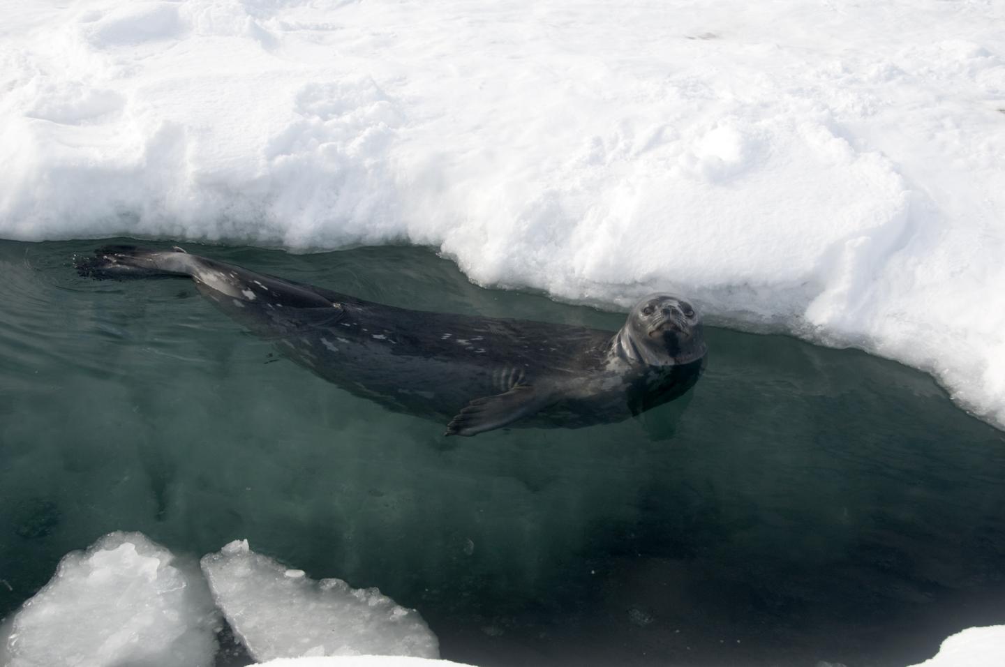 Weddell Seal