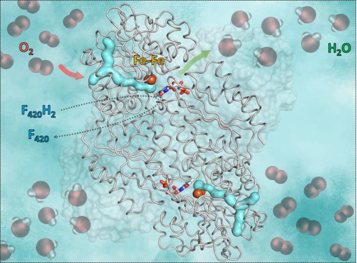 Graphic of the mechanism