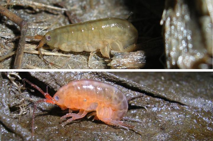Zombie Amphipods