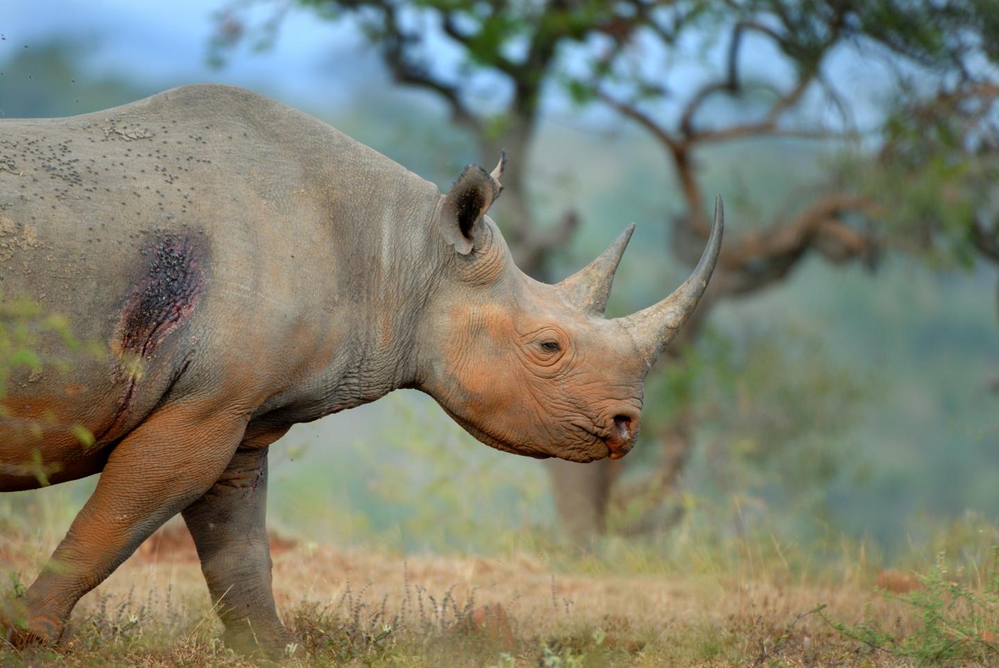 Close-Up of Black Rhino