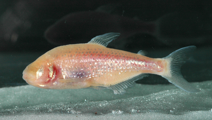 Astyanax mexicanus (blind cave fish)