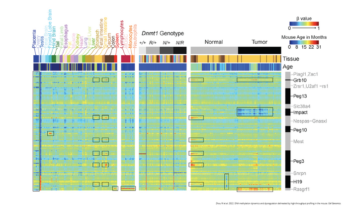 New high-throughput array greatly accelerates mouse DNA methylation characterization