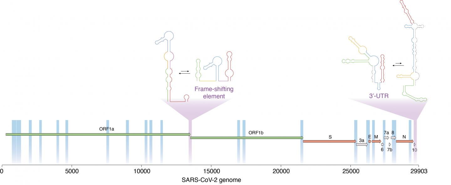 Schematic representation of SARS-CoV-2 RNA genome showing alternative conformations