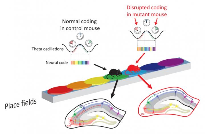 Schematic of Normal and Erroneous Place Coding