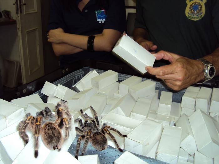 Seizure of about 1000 tarantula spiders of different species at Tom Jobim International Airport in Rio de Janeiro, Brazil, in 2009.