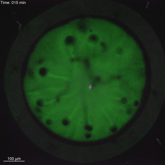 Timelapse of chromosome segregation in an early fish embryo