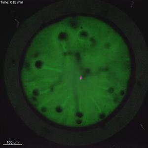 Timelapse of chromosome segregation in an early fish embryo