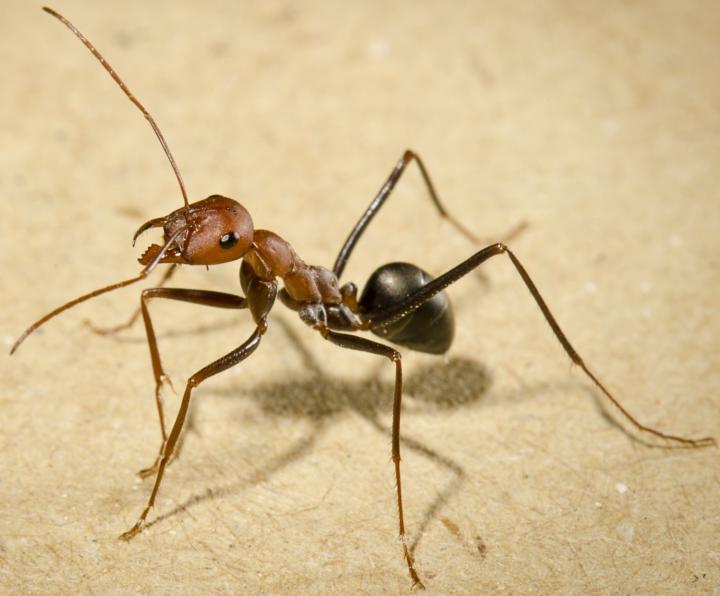 Forager Ant