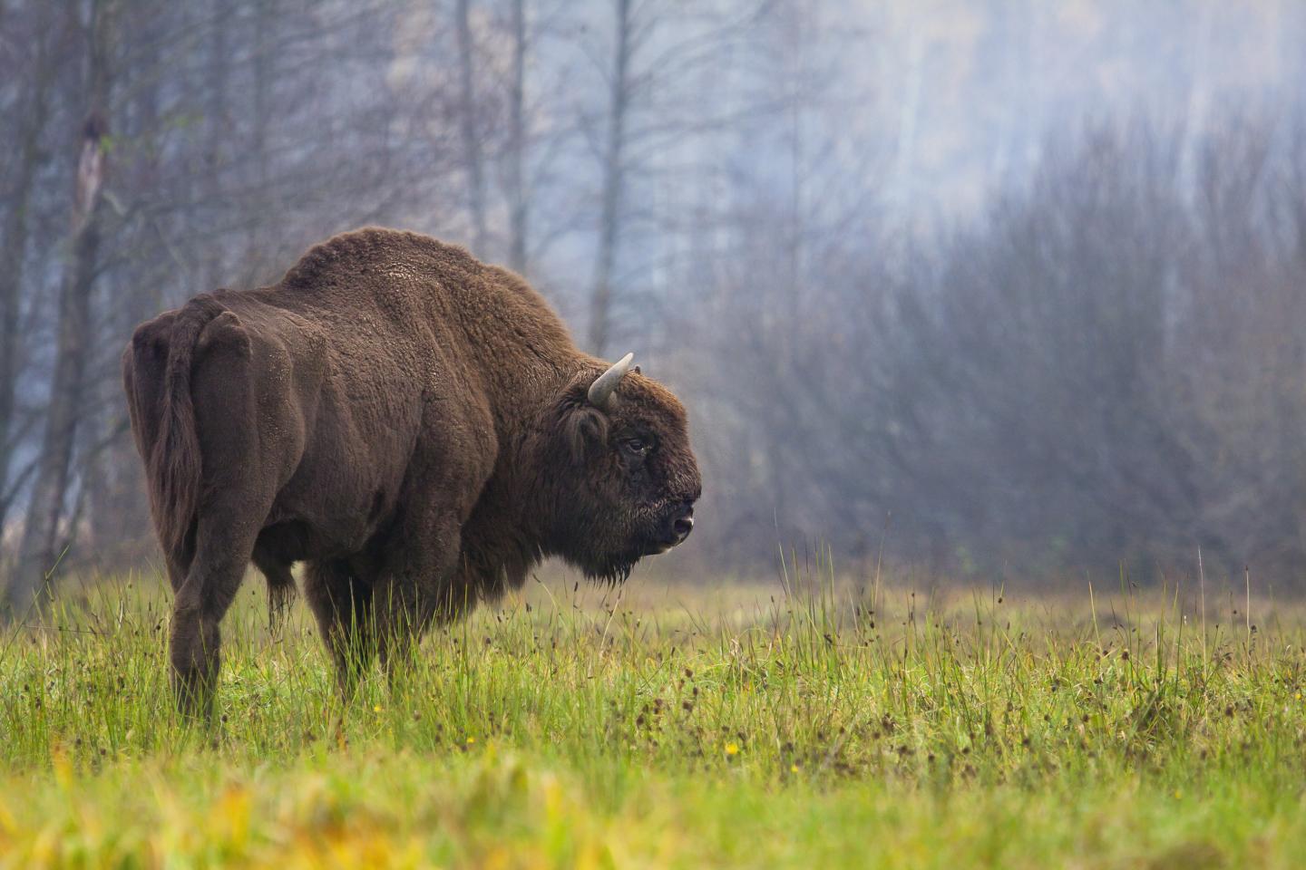 European Bison