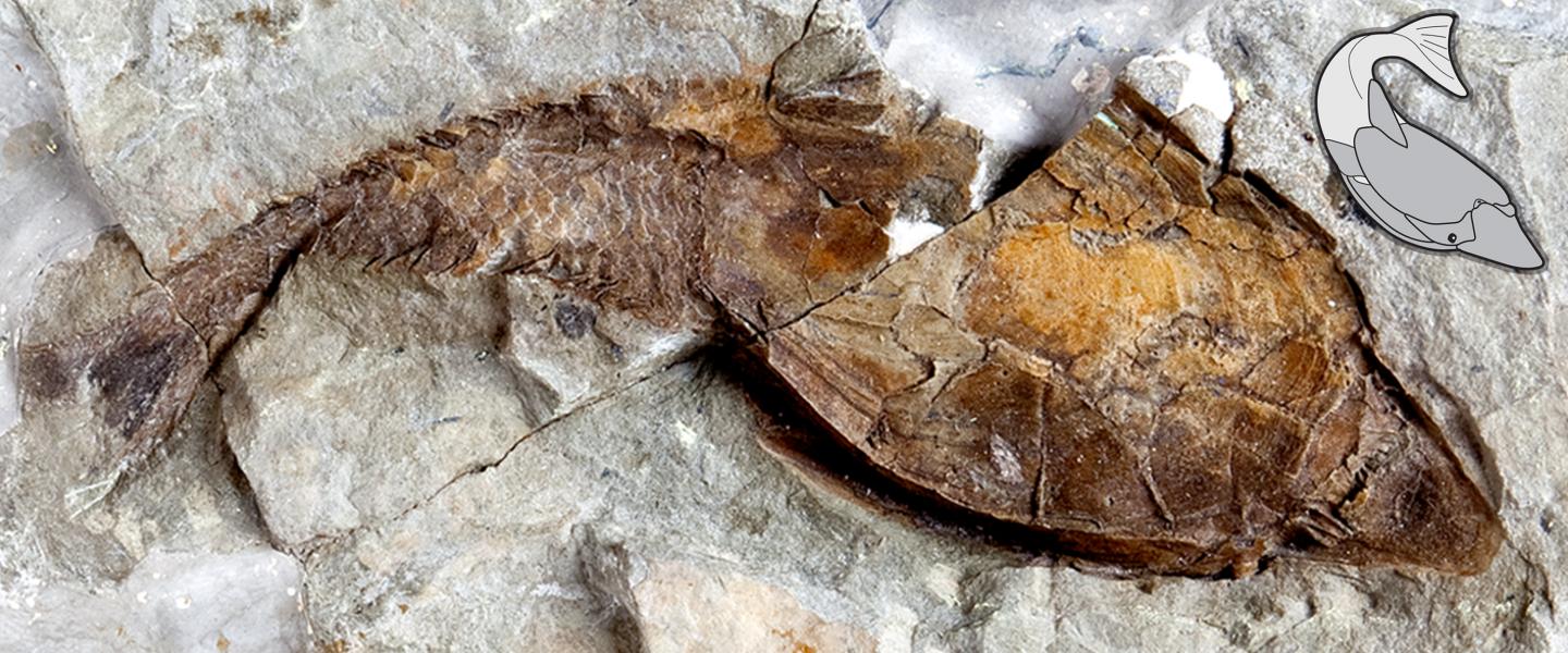 A Fossil Heterostracan, Errivaspis waynensis