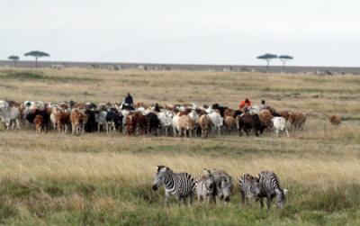 Zebras and Cows Grazing
